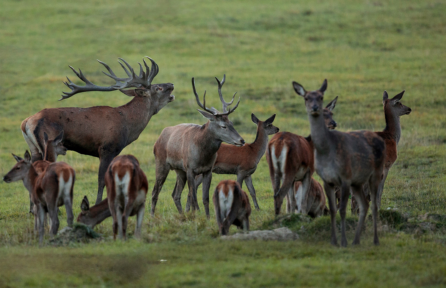 Kanha Barasingha with Their fawns